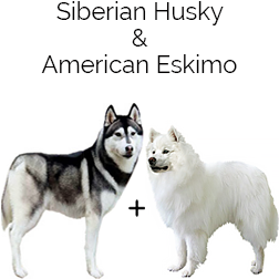 Huskimo Dog